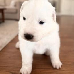 Girl 2 - White female Great Pyrenees puppy in Elfrida, Arizona from Outlaw Acres Farm & Kennels