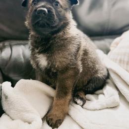 Girl 3 - Sable female German Shepherd puppy in Denver, Colorado from Morales Kennels