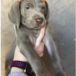 Weimaraner Puppies from Freehart's Weimaraners