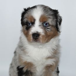 Miniature Australian Shepherd Puppies from Triple Branch Aussies