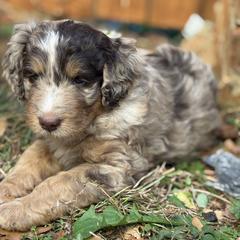 Australian Mountain Doodle Puppies from Sammi Sweet Doodles