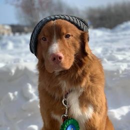 Border Collies and Nova Scotia Duck Tolling Retrievers from Avatar