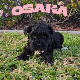 Osaka - Black female Miniature Schnauzer puppy in Vista, California from Olympus Schnauzers