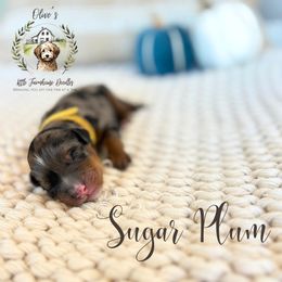 Boy 1 - male Australian Mountain Doodle puppy in Land O' Lakes, Florida from Olive’s Little Farmhouse Doodles