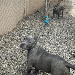 American Bully Puppies from M&M XL Bully Kennel