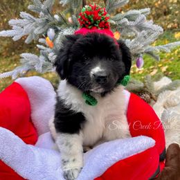 Gertie - White and black female Newfoundland puppy in Cambridge, Ohio from Sweet Creek Pups