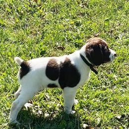 Brittany Puppies from HillTop Brittany Kennel
