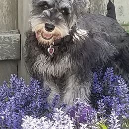 Miniature Schnauzer All Grown Up from Water Oak Farm