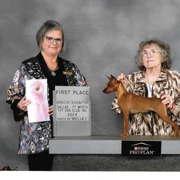 Venus - Miniature Pinscher