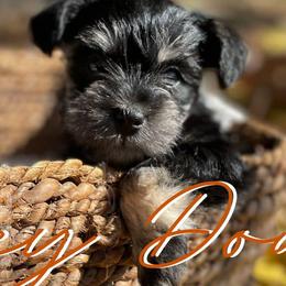 Miniature Schnauzers from Honey Doux Southern Paws