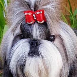Shih Tzu Puppies from Sandi's Shih Tzu