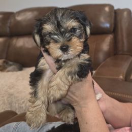 Pearl - Black and tan female Yorkshire Terrier puppy in San Angelo, Texas from Eleventyseven Yorkies