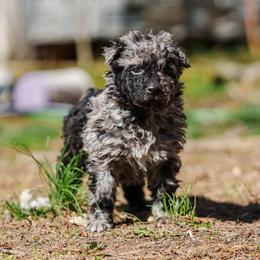 Cirrus - Black merle male Mudi puppy in Franklinville, New Jersey from Velaris