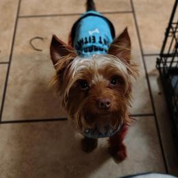 Lux - Yorkshire Terrier