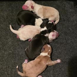 Cardigan Welsh Corgi puppies from Pondside Kennels