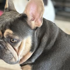 French Bulldogs from M&M frenchies