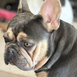 French Bulldogs from M&M frenchies