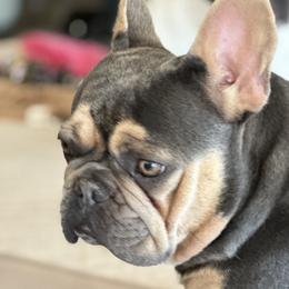 French Bulldogs from M&M frenchies