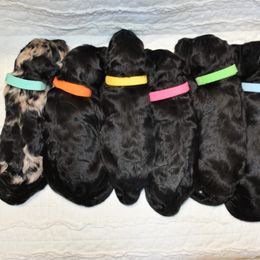 Goldendoodle puppies from A Golden Summer