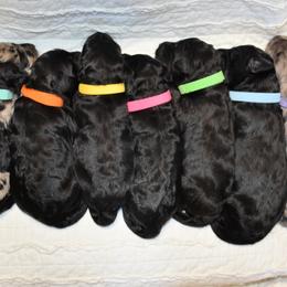 Goldendoodle puppies from A Golden Summer