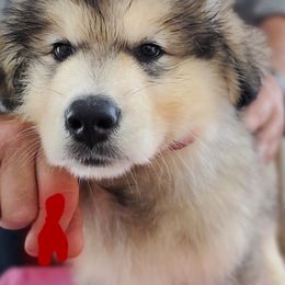 Alaskan Malamute Puppies from Coon Creek Alaskan Malamutes