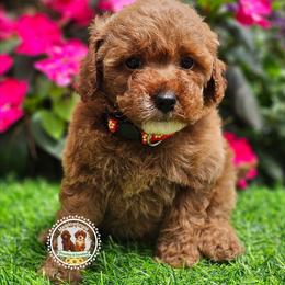 Waylon - Apricot male Poodle puppy in Salem, Missouri from Meadowbrook Poodles