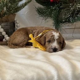 Yellow Collar Male - Red  male Goldendoodle puppy in Bradenton, Florida from Suncoast Goldendoodles