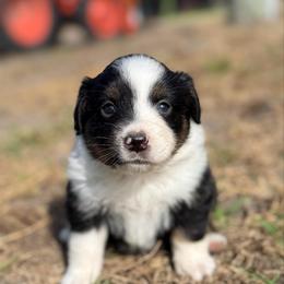 Ruby ASDR - Black tri-color female Australian Shepherd puppy in Orlando, Florida from Skaky Shepherds