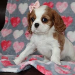 Cavalier King Charles Spaniel Puppies from Angels Ridge Cavaliers