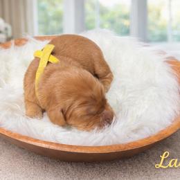 Lainey ( yellow ) - Dark golden female Golden Retriever puppy in Centertown, Missouri from Redheaded Retrievers