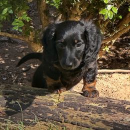 Boy 2 - Black and tan male Dachshund puppy in Coventry, Connecticut from Rodina Kennels