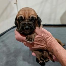 Boy 5 - Red male Bloodhound puppy in Paoli, Indiana from Houndsarunning Bloodhounds