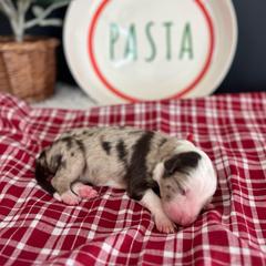 Tortellini - White and red merle female Bordoodle puppy in Valley Center, California from Circle R Valley Bordoodls