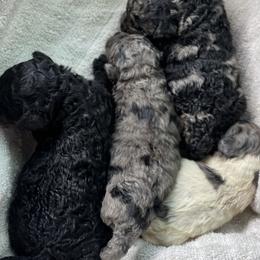 Labradoodle puppies from Guinn Family Farms