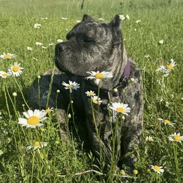 Scream - Cane Corso
