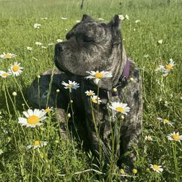 Scream - Cane Corso