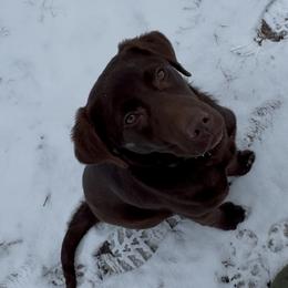 Havoc - Chocolate female Labrador Retriever puppy in Lawton, Michigan from DuckAlly Kennel