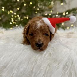 North - Red  male Goldendoodle puppy in Rio Linda, California from Plush Doodles