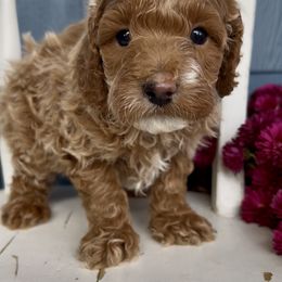 Zeke - Red male Cavapoo puppy in Manheim, Pennsylvania from Paige Haldeman's Cavapoos and Shichons