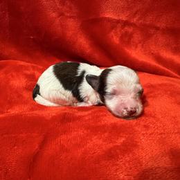 Girl 3 - Slate female Chinese Crested puppy in Auburn, Kansas from TopBrass Kennels