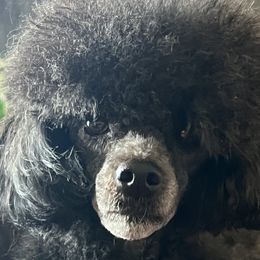 Poodles from The Pierre Company Llc
