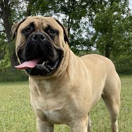 Bullmastiffs from Merica's Bullmastiffs