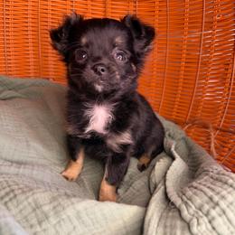 Mina - Black and tan female Chihuahua puppy in Greenup, Kentucky from KB Chihuahuas