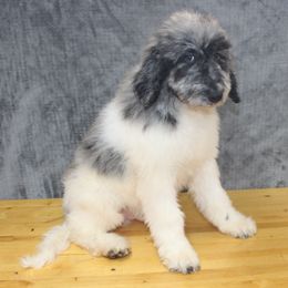 Marshall- Boy 4 - Blue merle Aussiedoodle puppy in Stokesdale, North Carolina from His and Hers Poodles and Doodles
