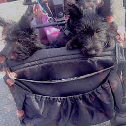 Princess - Black brindle female Scottish Terrier puppy in Mancelona, Michigan from Stefany Farm of Happiness