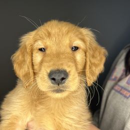 Golden Retriever Puppies from Upstate Revival Retrievers