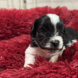 Miniature Schnauzer Puppies from Cali Sun-kissed Schnauzers