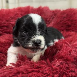 Miniature Schnauzer Puppies from Cali Sun-kissed Schnauzers