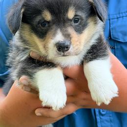 Boy 1 - Black and white male American Corgi puppy in Rural Retreat, Virginia from Hidden Acres Farm Corgis & Border Collies