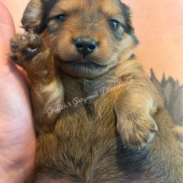 Matteo - Red male Dachshund puppy in South Webster, Ohio from Griffith’s Gorgeous Dachshunds